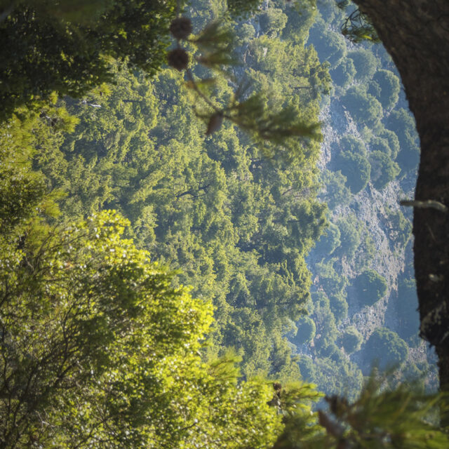 Nature